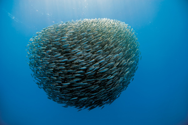 ob_80339f_160-atlantique-poissons